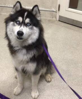 Rescue Siberian Husky Dogs for Adoption in Riverside, California - STEVE | PetCurious