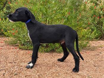 Ryder -  Labrador Retriever and Standard Poodle Dog for Adoption in Helotes, Texas - Ryder | PetCurious