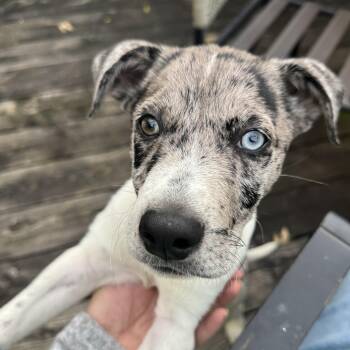 Rescue Catahoula Leopard Dog and Mixed Breed Dogs for Adoption in Shakopee, Minnesota - Bowser | PetCurious