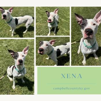 Xena -  Pit Bull Terrier Dog for Adoption in Melbourne, Kentucky - Xena | PetCurious