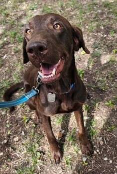 Enzo -  Labrador Retriever Dog for Adoption in Austin, Texas - Enzo | PetCurious