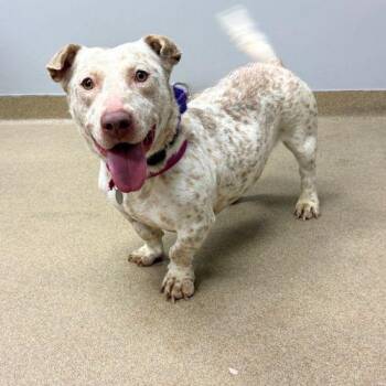 Basset Hound and Dachshund Dogs Available for Adoption in Aurora, Colorado - TITA | PetCurious