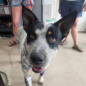 Finn -  Australian Cattle Dog Blue Heeler Dog for Adoption in Prescott, Arizona - Finn | PetCurious
