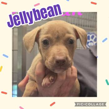 Jelly Bean -  Labrador Retriever and Pit Bull Terrier Dog for Adoption in Ringwood, New Jersey - Jelly Bean | PetCurious