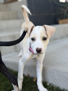 Cider -  Labrador Retriever Dog for Adoption in Denver, Colorado - Cider | PetCurious