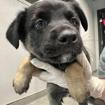 Shepherd and Mixed Breed Dogs Available for Adoption - Jaimie | PetCurious