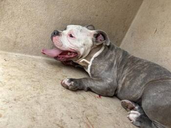 A479998 -  American Bulldog and Mixed Breed Dog for Adoption in Oklahoma City, Oklahoma - A479998 | PetCurious