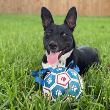 Mixed Breed Dogs Available for Adoption in Houston, Texas - Paul | PetCurious