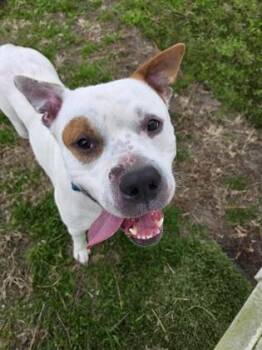 Mixed Breed Dogs Available for Adoption - Lou Dog | PetCurious