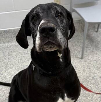 Great Dane Dogs Available for Adoption in Golden, Colorado - Ben | PetCurious