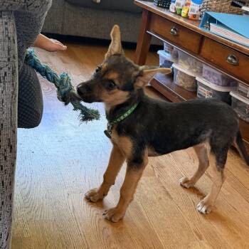 Denise -  Mixed Breed Dog for Adoption in Buffalo, Minnesota - Denise | PetCurious