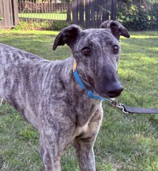 Greyhound Dogs Available for Adoption in Independence, Missouri - Breeze | PetCurious