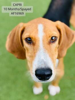 Capri -  Treeing Walker Coonhound Dog for Adoption - Capri | PetCurious