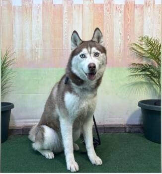 Siberian Husky Dogs Available for Adoption - FRANCO | PetCurious