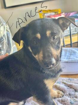 Miniature Pinscher Dogs Available for Adoption - Francis | PetCurious