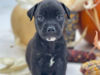 Zucchini -  Labrador Retriever Dog for Adoption in St. Augustine, Florida - Zucchini | PetCurious