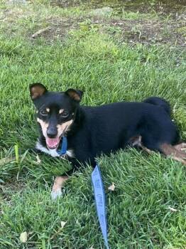 Ace -  Miniature Pinscher Dog for Adoption in Harrison, New York - Ace | PetCurious