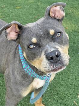 Carmen -  Pit Bull Terrier Dog for Adoption in Anderson, Indiana - Carmen | PetCurious