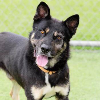 German Shepherd Dog and Mixed Breed Dogs Available for Adoption - ROBERTO | PetCurious