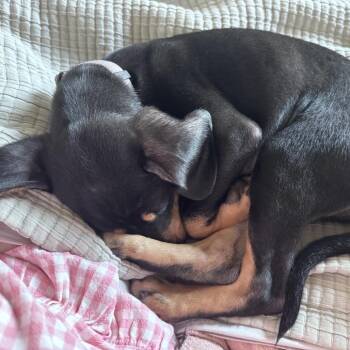 ALPHARETTA - Mango -  Coonhound and Mixed Breed Dog for Adoption in Blairsville, Georgia - ALPHARETTA - Mango | PetCurious