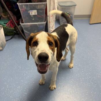 Treeing Walker Coonhound Dogs Available for Adoption in Watertown, New York - Wishbone | PetCurious