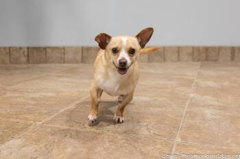 Bowie -  Chihuahua Dog for Adoption in Bloomfield, Connecticut - Bowie | PetCurious