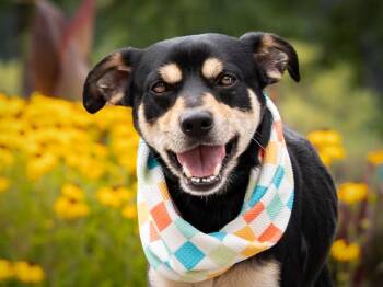 Bacon Bits -  Chihuahua and Mixed Breed Dog for Adoption in Portland, Oregon - Bacon Bits | PetCurious