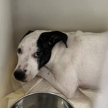 Bopple -  Pit Bull Terrier Dog for Adoption in East St. Louis, Illinois - Bopple | PetCurious