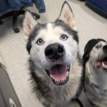 Siberian Husky Dogs Available for Adoption - Buck | PetCurious