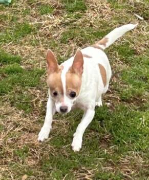 Chihuahua Dogs Available for Adoption - Trixie | PetCurious
