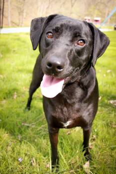Black Labrador Retriever Dogs Available for Adoption in Ona, West Virginia - Rook | PetCurious