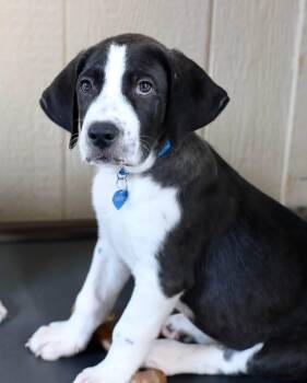 Tex -  English Pointer Dog for Adoption in Southlake, Texas - Tex | PetCurious