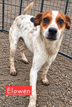 Elowen -  Rat Terrier Dog for Adoption in Minneapolis, Minnesota - Elowen | PetCurious