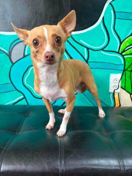 CHLOE -  Chihuahua Dog for Adoption in Vandergrift, Pennsylvania - CHLOE | PetCurious