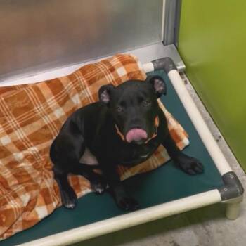 Morocco -  Black Labrador Retriever and Pit Bull Terrier Dog for Adoption in Spokane, Washington - Morocco | PetCurious