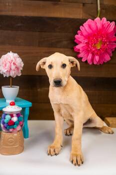 487-26 -  Retriever Dog for Adoption in Brighton, Colorado - 487-26 | PetCurious