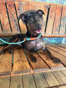 Lulu Lavender -  Chihuahua Dog for Adoption in Wayne, New Jersey - Lulu Lavender | PetCurious