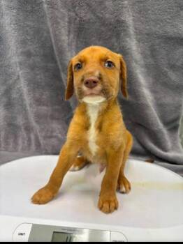 Blane -  Terrier and Mixed Breed Dog for Adoption in Blountville, Tennessee - Blane | PetCurious