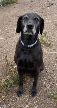 Toby -  Labrador Retriever Dog for Adoption in Challis, Idaho - Toby | PetCurious