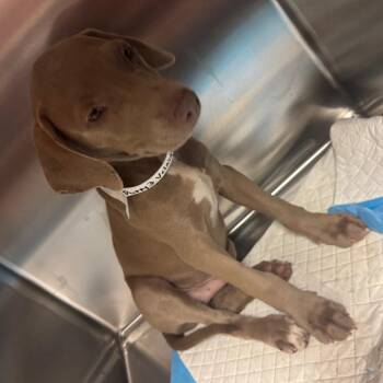 Walter -  Mixed Breed Dog for Adoption in Columbus, Georgia - Walter | PetCurious
