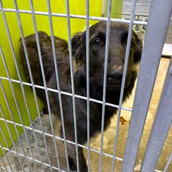 Bea2234 -  Border Collie and German Shepherd Dog Dog for Adoption in San Jacinto, California - Bea2234 | PetCurious