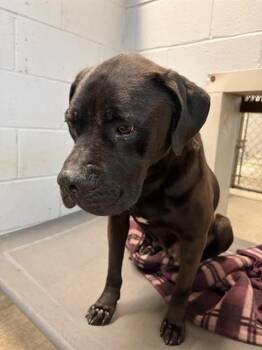 PHOENIX -  Cane Corso and Mixed Breed Dog for Adoption in Chester, South Carolina - PHOENIX | PetCurious