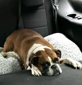Rescue Boxer Dogs for Adoption in Franklin, Massachusetts - Mae (fostered In NH) | PetCurious