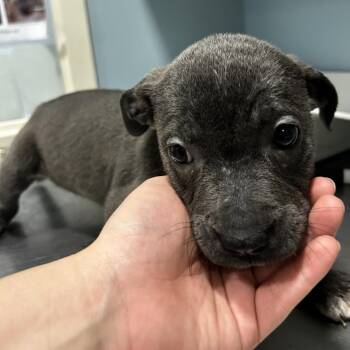 Moonstone -  Mixed Breed Dog for Adoption in Chattanooga, Tennessee - Moonstone | PetCurious