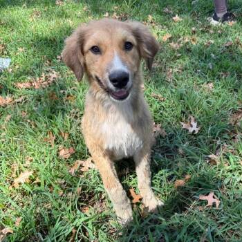 Cujo -  Labrador Retriever and Retriever Dog for Adoption in Little Rock, Arkansas - Cujo | PetCurious