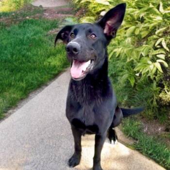 German Shepherd Dog and Labrador Retriever Dogs Available for Adoption in Tunica, Mississippi - Winnie | PetCurious