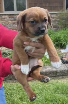 Cocker Spaniel and Cattle Dog Dogs Available for Adoption in Warren, Michigan - Autumn | PetCurious