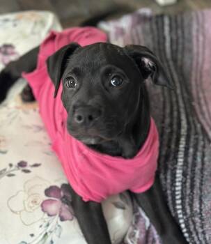 Labrador Retriever Dogs Available for Adoption in Boston, Massachusetts - Skipper Butterfly | PetCurious