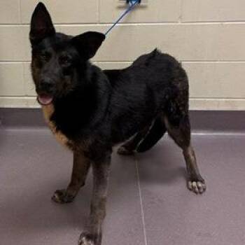 German Shepherd Dog Dogs Available for Adoption in Norman, Oklahoma - Blaze | PetCurious