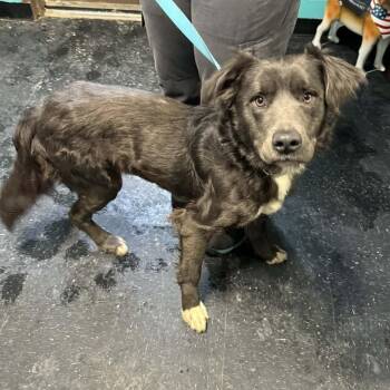 Rocky -  Mixed Breed Dog for Adoption in Salem, West Virginia - Rocky | PetCurious